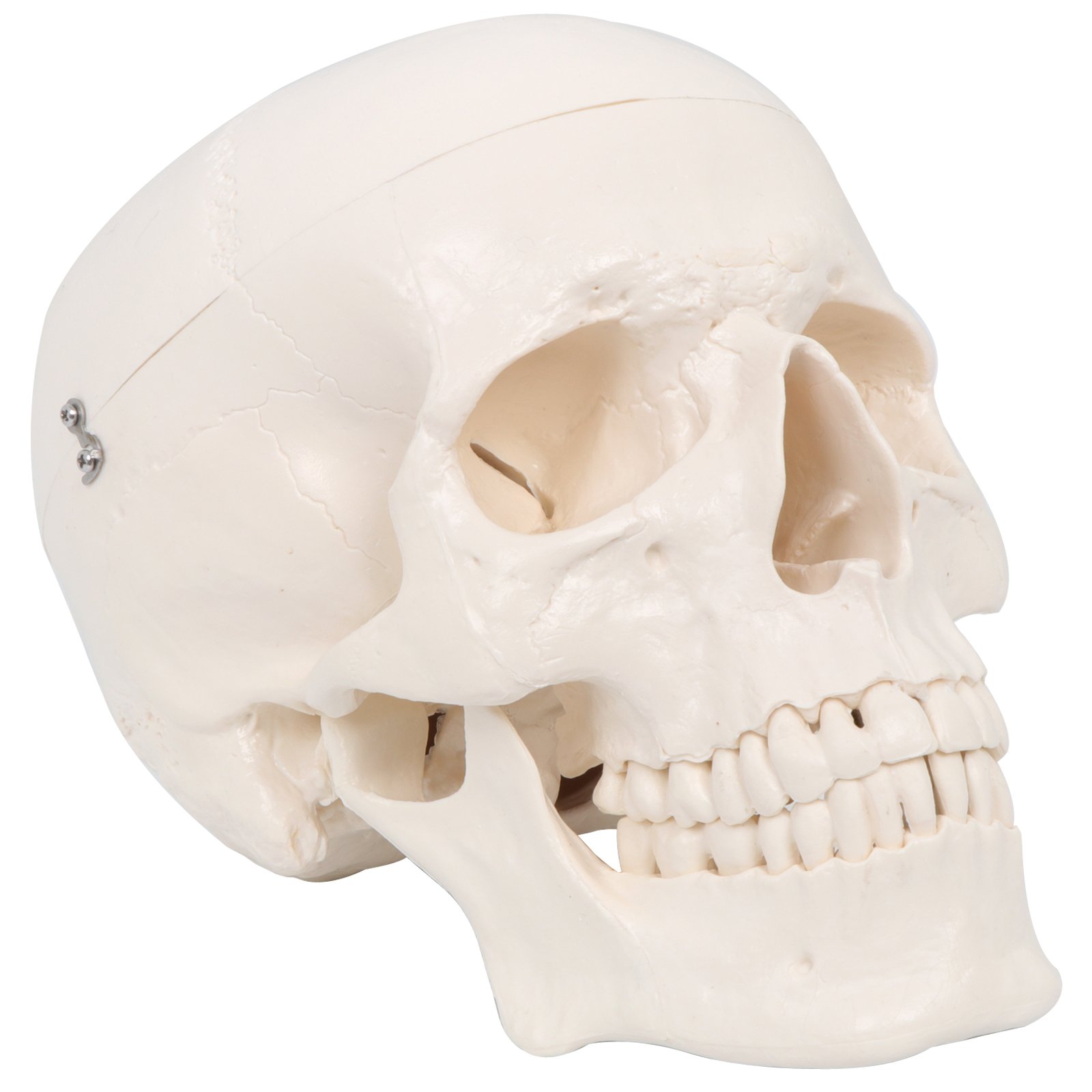 F2c 1 1 Life Size Replica Medical Anatomy Anatomical Adult Human Skull Head Bone Model Medical Science Lab Educational Halloween Decor Decorations Buy Online In Singapore At Desertcart Sg Productid 56273551