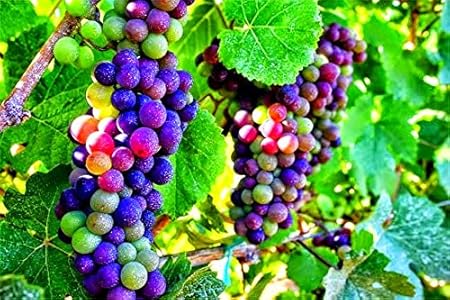 Rainbow Grape Rare Fruit Seeds by E Garden