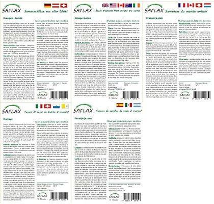SAFLAX - Naranjo jazmín - 12 semillas - Murraya paniculata: Amazon ...