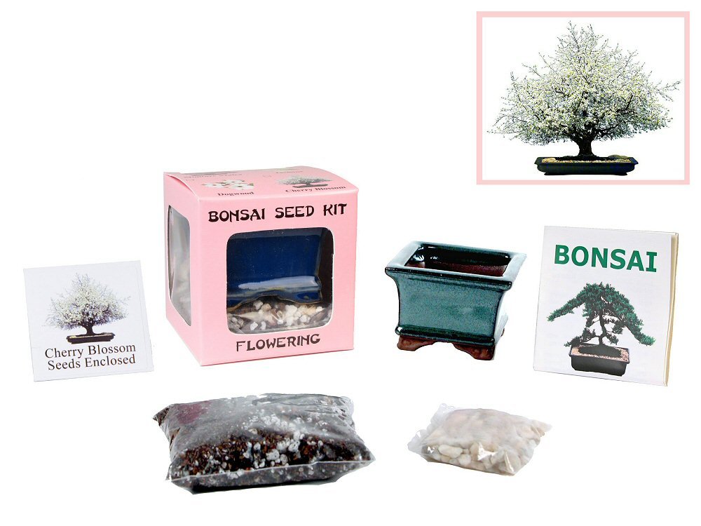 Amazon Com Eve S Cherry Blossom Bonsai Seed Kit Flowering Complete Kit To Grow Cherry Blossom Bonsai From Seed Live Indoor Bonsai Plants Grocery Gourmet Food