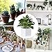 Greenaholics Square White Plant Pot - 5.5 Inch Small Ceramic Flower Planter Indoor Container for Succulents, Cactus and Orchids with No Drainage Hole