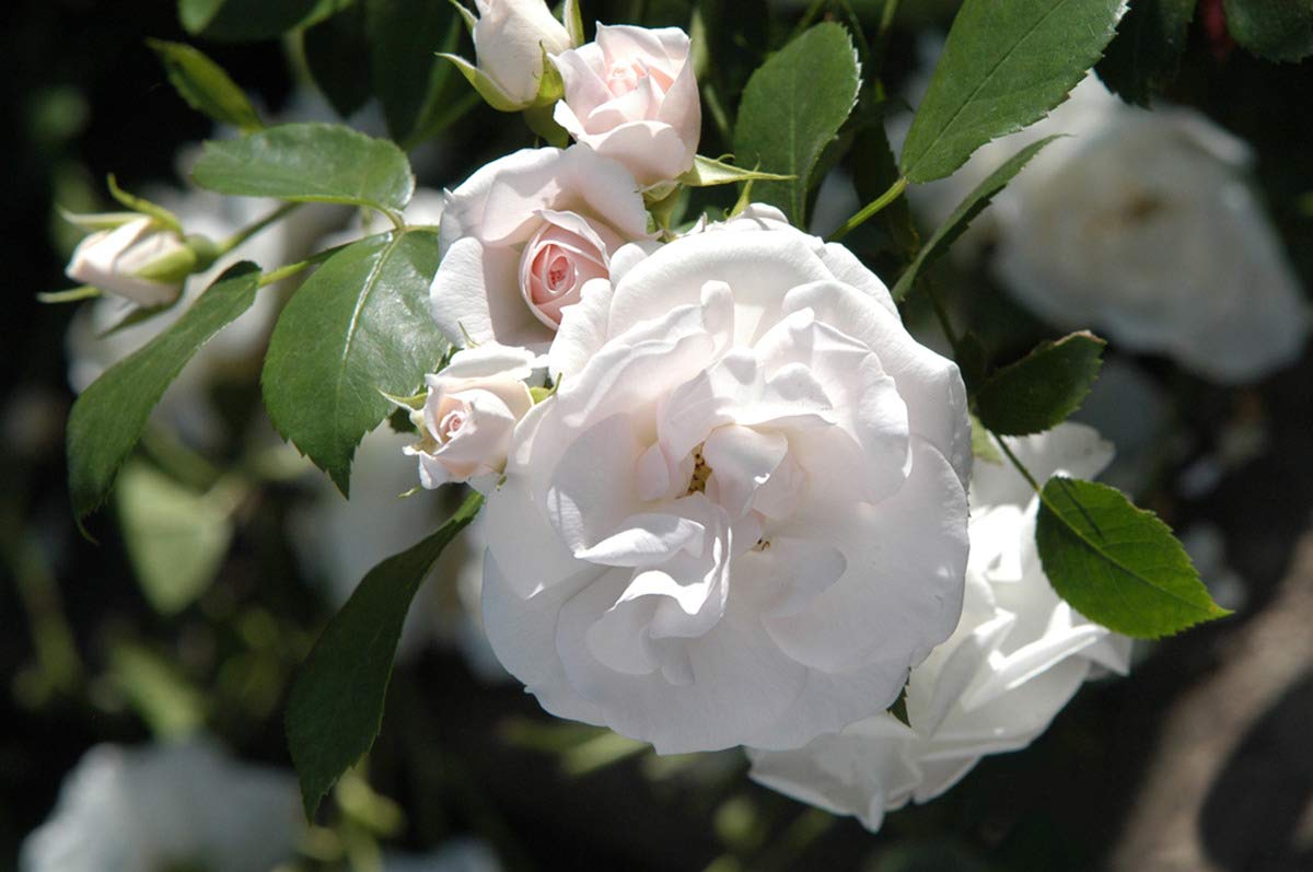 Rose Aspirin Rose® Set of 4 Roses (6 L) Amazon.co.uk Garden & Outdoors