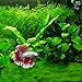 Betta Carpet by Luffy – Lush Green Landscape in Aquarium - Natural Habitat for Betta - Create a Moss Carpet - Thrive with Minimal Care