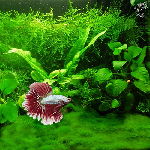 Betta Carpet by Luffy Lush Green Landscape in Aquarium Natural