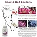 Yeast Infection Treatment Pill | #1 Gynecologist Recommended - Two Ingredients Needed for a Woman's Body - Get to The Core of Infections - Natural Health Bonus Ebook