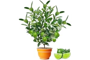 GMBTHO 100+ Green Lime Seeds for Planting Bonsai Fruit Dwarf Lemon Tree Seed Citrus Limon Non-GMO Heirloom