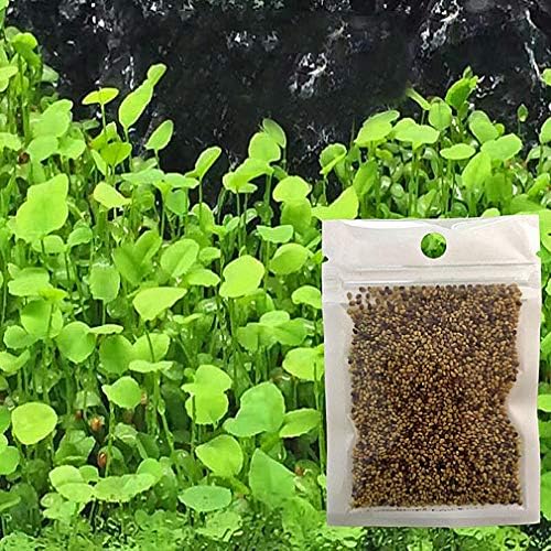AquaPR Green Leafy Aquatic Plants Natural Aquarium Decoration Seeds 10g Bag