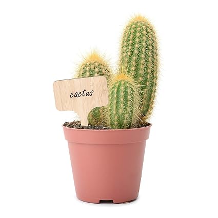 DERCLIVE 50 Piezas de Etiquetas de Semillas de Plantas de Bambú ...