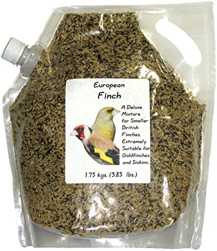 European Goldfinch for sale | Only 4 left at -60%