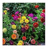 David's Garden Seeds Flower Zinnia Mixed Colors