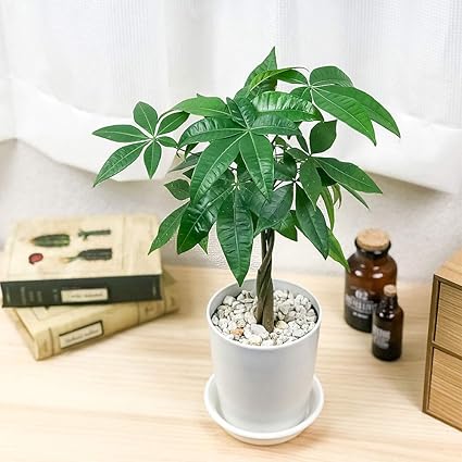 Amazon Co Jp 観葉植物 パキラ ネジリ 4号鉢 受け皿付き 育て方説明書付き Pachira Glabra 発財樹 実生 ホーム キッチン