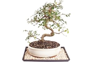 Brussel's Bonsai Live Chinese Elm Bonsai Tree, Outdoor - Medium, 7 Years Old, 8 to 10 inches Tall - Includes Ceramic Bonsai Pot and Humidity Tray