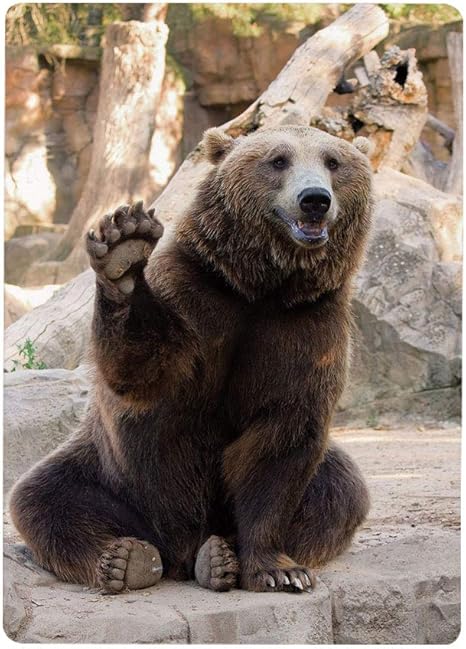 Amazon 壁紙 絵画風ポスター はがせるシール式 クマ 動物園で足を振って座っている優しい動物かわいい面白い野生哺乳類ジェスチャー装飾 ブラウンベージュ30x40cm インテリアシール 3d はがせる 剥がせる ステッカー シール ウォールステッカー オンライン通販