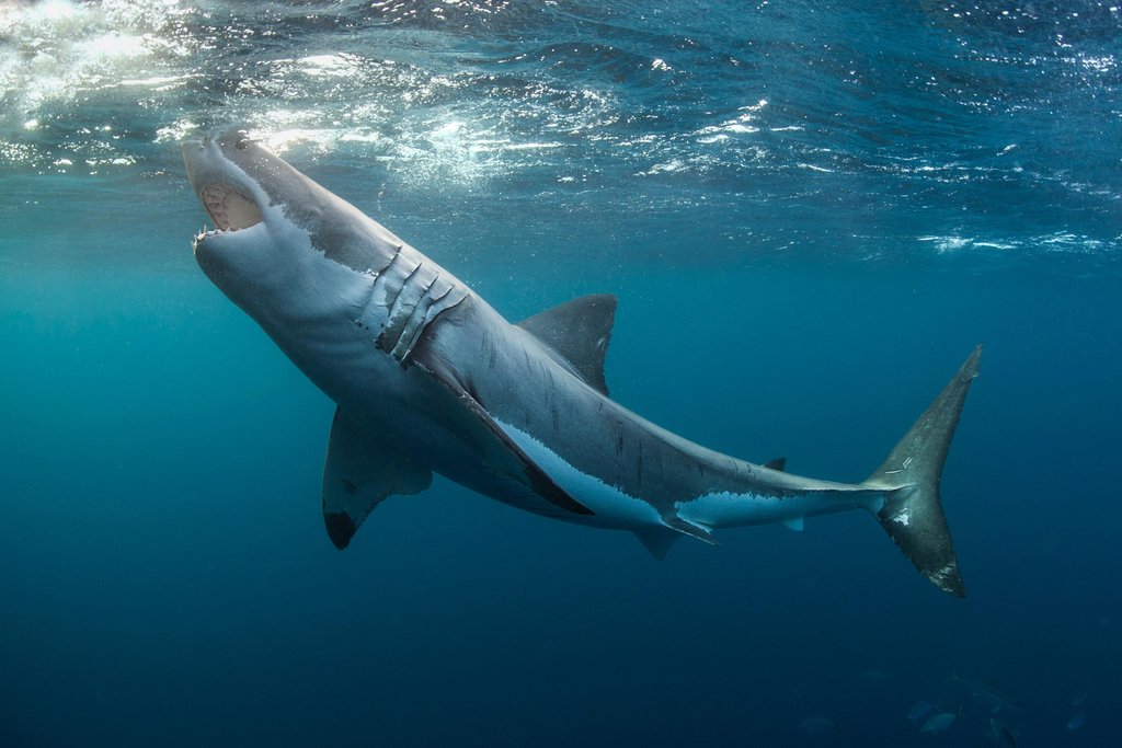 Great White Shark with Jaws Open Photo Art Print Poster 18x12 inch