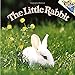 The Little Rabbit
