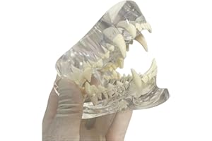SEUJJRO Transparent Canine Dog Cat Teeth Anatomical Model Dental Animals Oral Tooth Jaw For Veterinary Office Educational Tool Anatomy Biology Decoration (DOG)