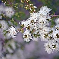 Aromatics International Premium Organic Kunzea