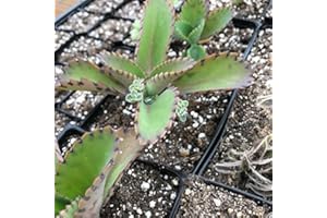 4" Kalanchoe Daigremontianum/Mother of Thousands/Mother of Millions/Mexican Hat Plant/Bryophyllum daigremontianum