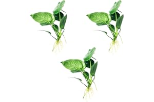 Mainam Anubias Barteri Broad Leaf Tropical Freshwater Live Aquarium Plant Decorations (3 Pack)