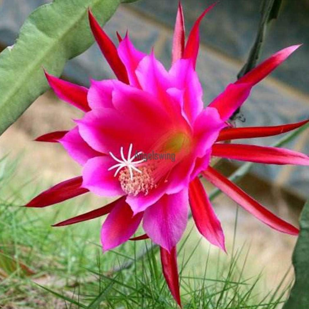 Amazon 種子 パープル 10のガーデンバルコニーの美しい盆栽クジャクサボテン属の種agsg アートフレーム ポスター オンライン通販