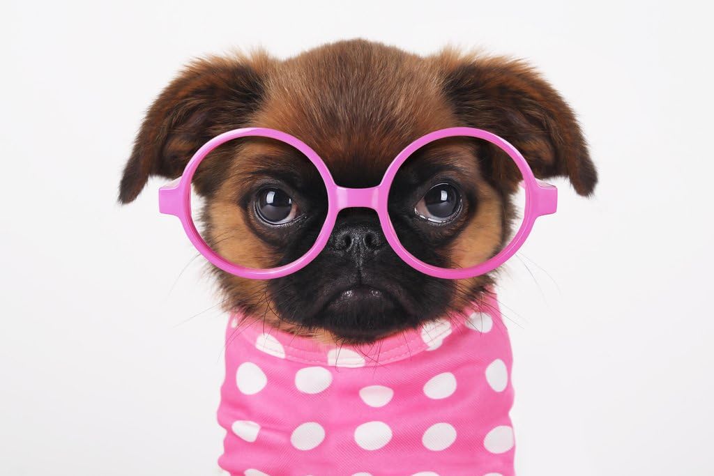 Funny Cute Puppy in Hot Pink Sunglasses Puppy Posters for Wall Funny Dog Wall Art Dog Wall Decor Puppy Posters for Kids Bedroom Animal Wall Poster Cute Animal Cool Wall Decor Art Print Poster 18x12