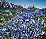 Lupine Lupinus Nanus - California Native 