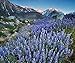 Lupine Lupinus Nanus - California Native "Bluebonnet" Wildflower - .2 Oz
