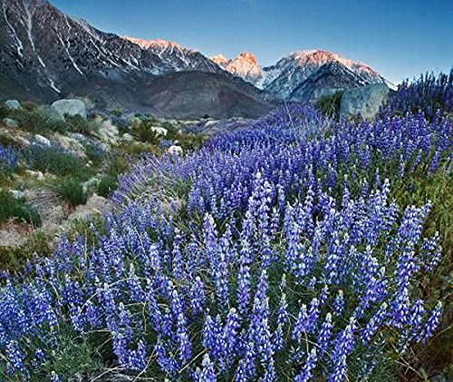 Lupine Lupinus Nanus - California Native 