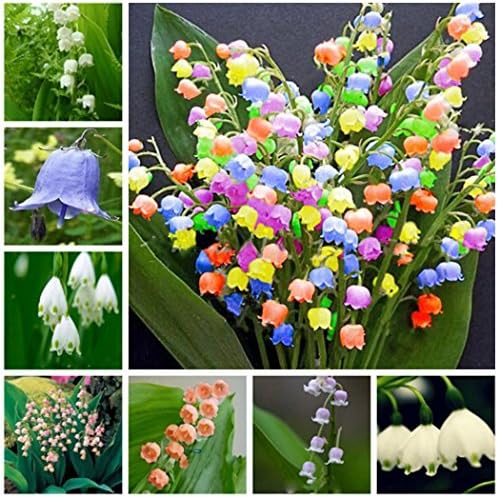 Didade 100pcs Bell Orchid Flower Seeds Convallaria Seeds Bonsai Flowers Seeds Garden(100% Pure Live Seed) (100PCS)