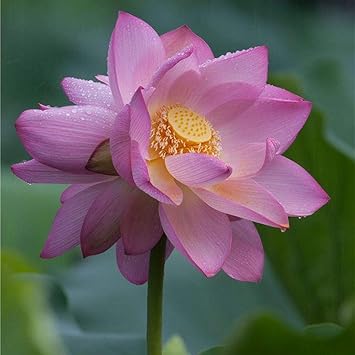 Soteer Seed House 10pcs Indien Lotus Fleur Graines