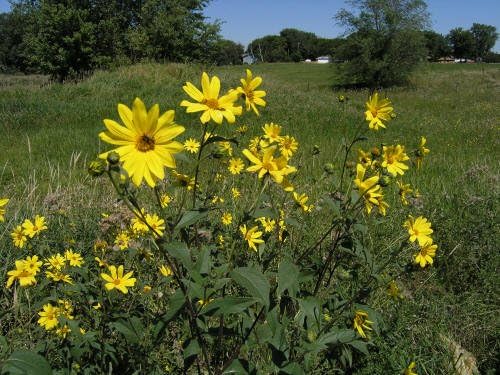 Stampede Jerusalem Artichoke Tubers (Organic) Per Tuber - Early Maturing - Big Tubers - Stampede Variety Sunchokes (20…