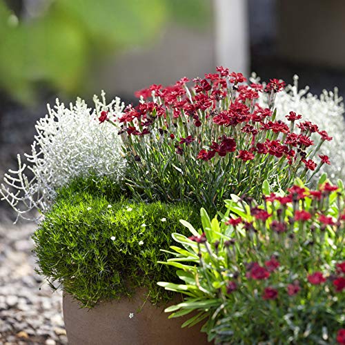 Outsidepride Perennial Irish Moss Low Growing, Mat Forming, Ground