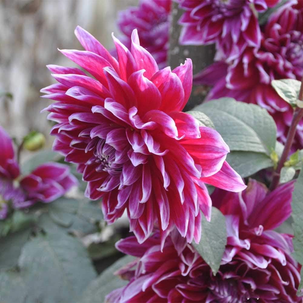 Beautiful Flowering Blooms Dahlia/2 Bulb Dahlia Tubers/Dahlia Roots/Rhizome/Root/Plant Perennial, Dahlia Bulbs-Perfect Dahlia Gift