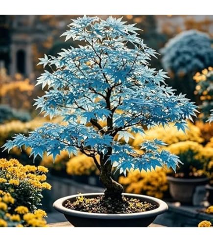 Amazon.com: Orangeola Weeping Laceleaf Japanese Maple - Live Plant