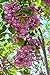 Purple Robe Black Locust Seeds 35 Seeds (Robinia pseudocacia) Upc 646263361580 + 1 Free Plant Marker