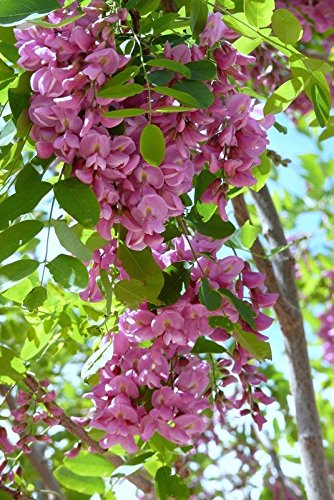 Purple Robe Black Locust Seeds 35 Seeds (Robinia pseudocacia) Upc 646263361580 + 1 Free Plant Marker