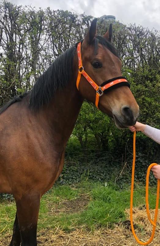 Equipride Horse Print Faux Lined Nylon Headcollars with Matching Lead Rope Orange (Cob)