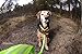 Illumiseen LED Dog Collar USB Rechargeable - Bright & High Visibility Lighted Glow Collar for Pet Night Walking - Weatherproof, in 6 Colors & 6 Sizes (Green X-Large)
