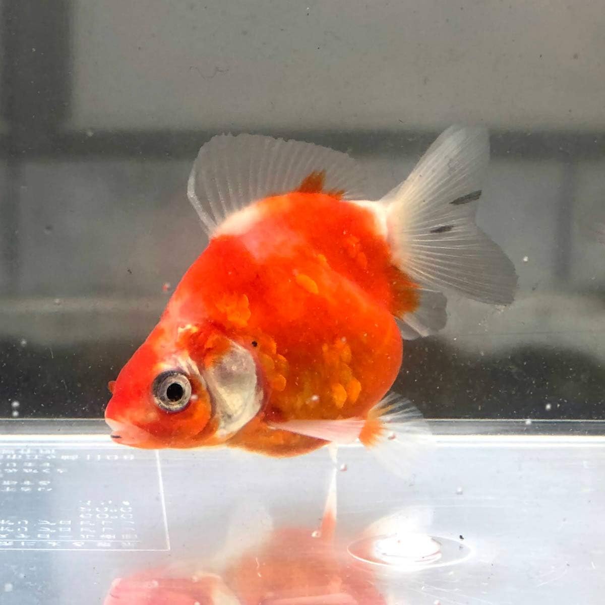 Amazon 金魚 だるま琉金 桜 1匹 生体 川村淡水魚販売 観賞魚 水中生物 通販