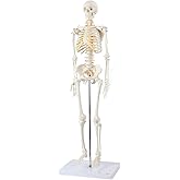 Axis Scientific Mini Human Skeleton Model with Metal Stand | 31