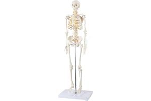 Axis Scientific Mini Human Skeleton Model with Metal Stand, 31" Tall with Removable Arms and Legs, Easy to Assemble, includes Detailed Product Manual for Study