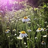 Organic Roman Chamomile Seeds: Non-GMO, Certified Organic Heirloom Seed Packet