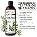 Tea Tree Shampoo With Essential Tea Tree Oil Anti Dandruff Shampoo, Removes Dandruff and Flakes, Scalp Remedy, Deep Cleansing, Soft and Smooth Hair, 16 Fl. Oz