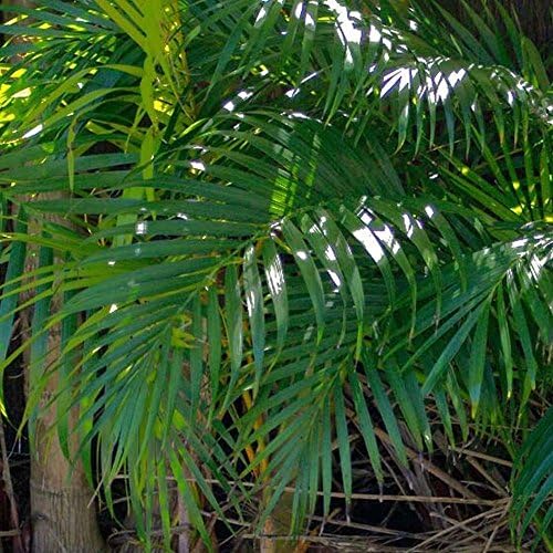 Parlor Palm Chamaedorea elegans seeds