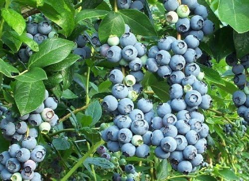 Lowbush Blueberry Seeds 25+ by Stupid Girl