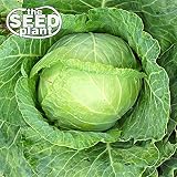 Copenhagen Cabbage Seeds - 500 Seeds NON-GMO