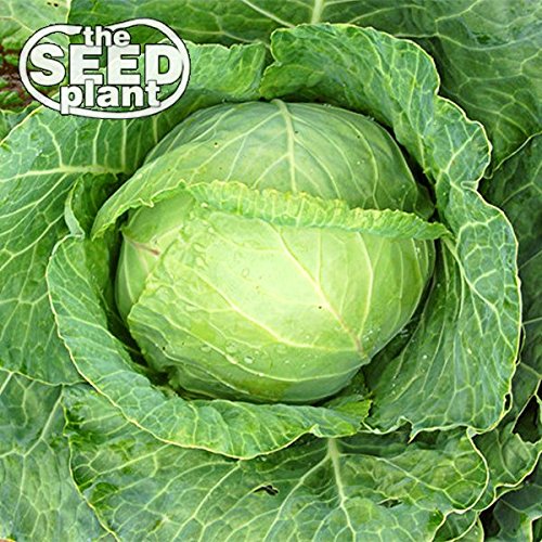Copenhagen Cabbage Seeds - 500 Seeds NON-GMO