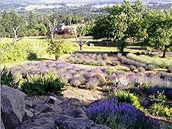 Victoria's Lavender Pillow and Linen Spray Sleep