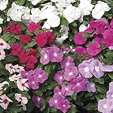 WULOONSO Rare Trailing Vinca Mix Cascading vinca