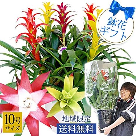Amazon Co Jp 花ギフト 母の日期間 グズマニア グズマニア10号 ホーム キッチン Amazon Co Jp 花ギフト 母の日期間 グズマニア グズマニア10号 ホーム キッチン